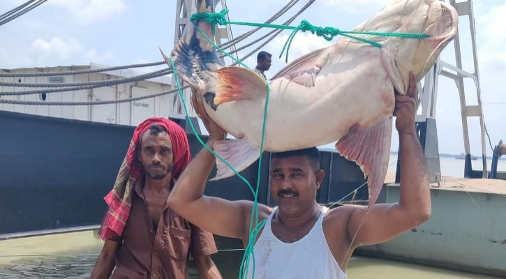 রাজবাড়ীর পদ্মা নদীতে ধরা পড়েছে ২৯ কেজির বাগাড় মাছ